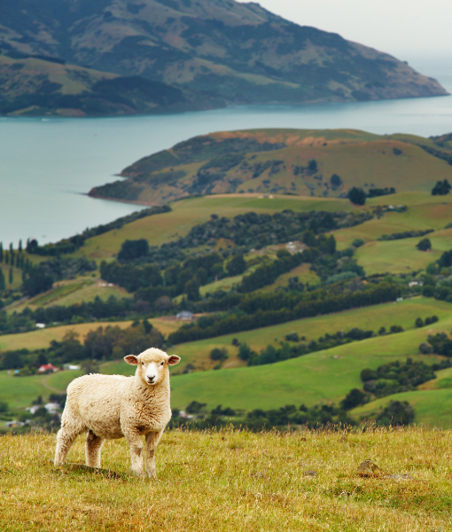 Down Under Delights: A 16-Day Leisurely Journey Through New Zealand and Australia